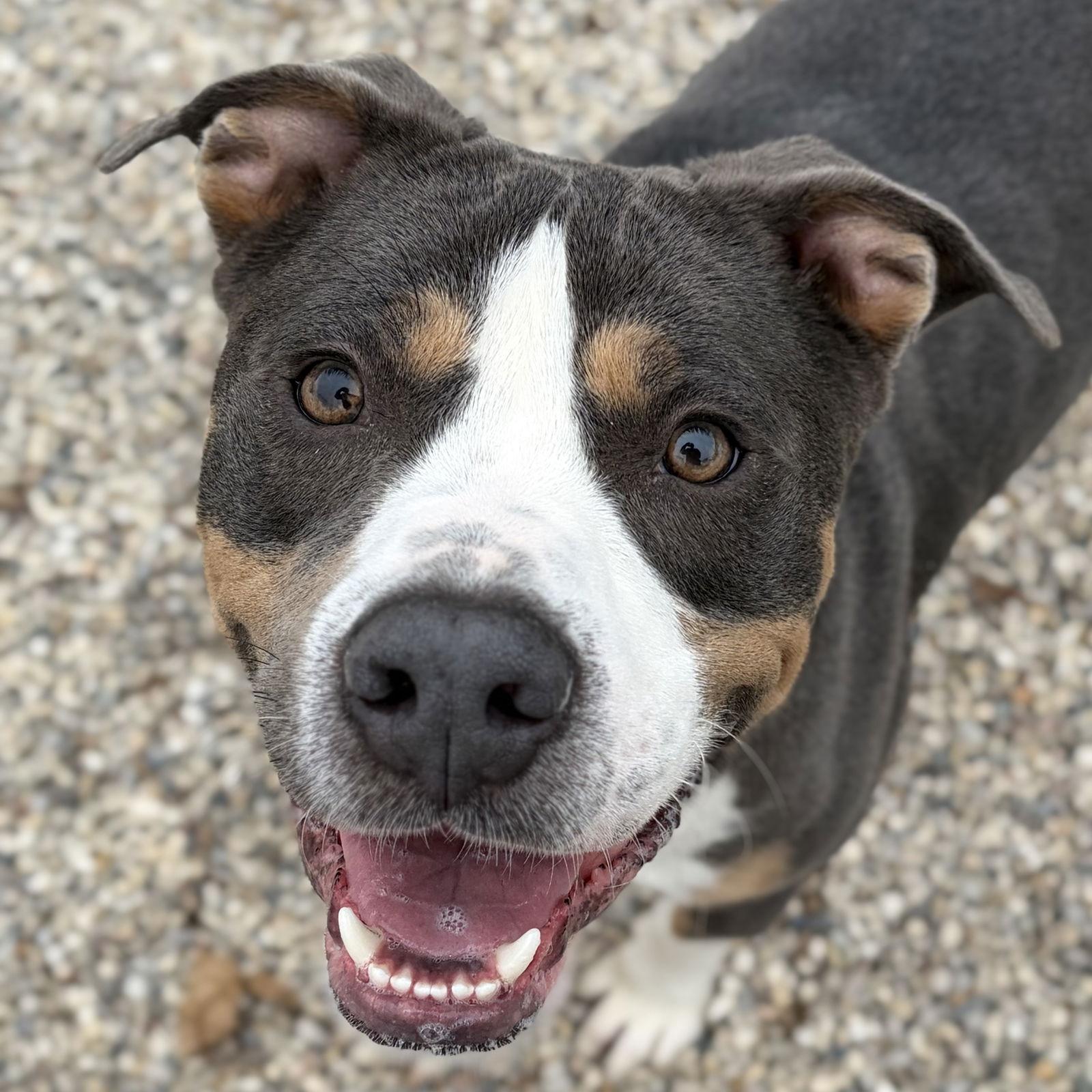 Monster Cookie, adopted, Adult Male Pit Bull Terrier.