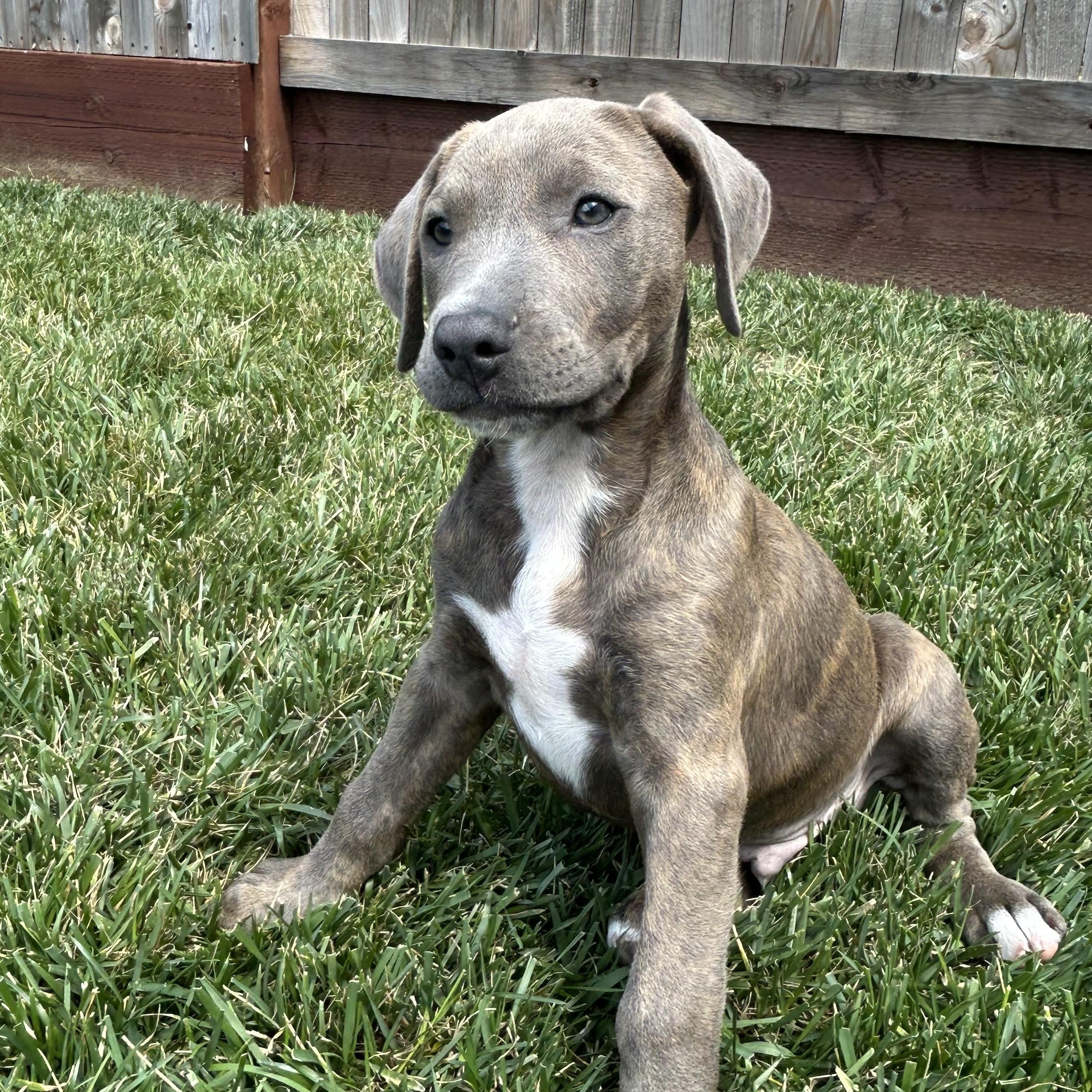 Bentley, an adopted mixed breed in Lincoln, CA image 6/6