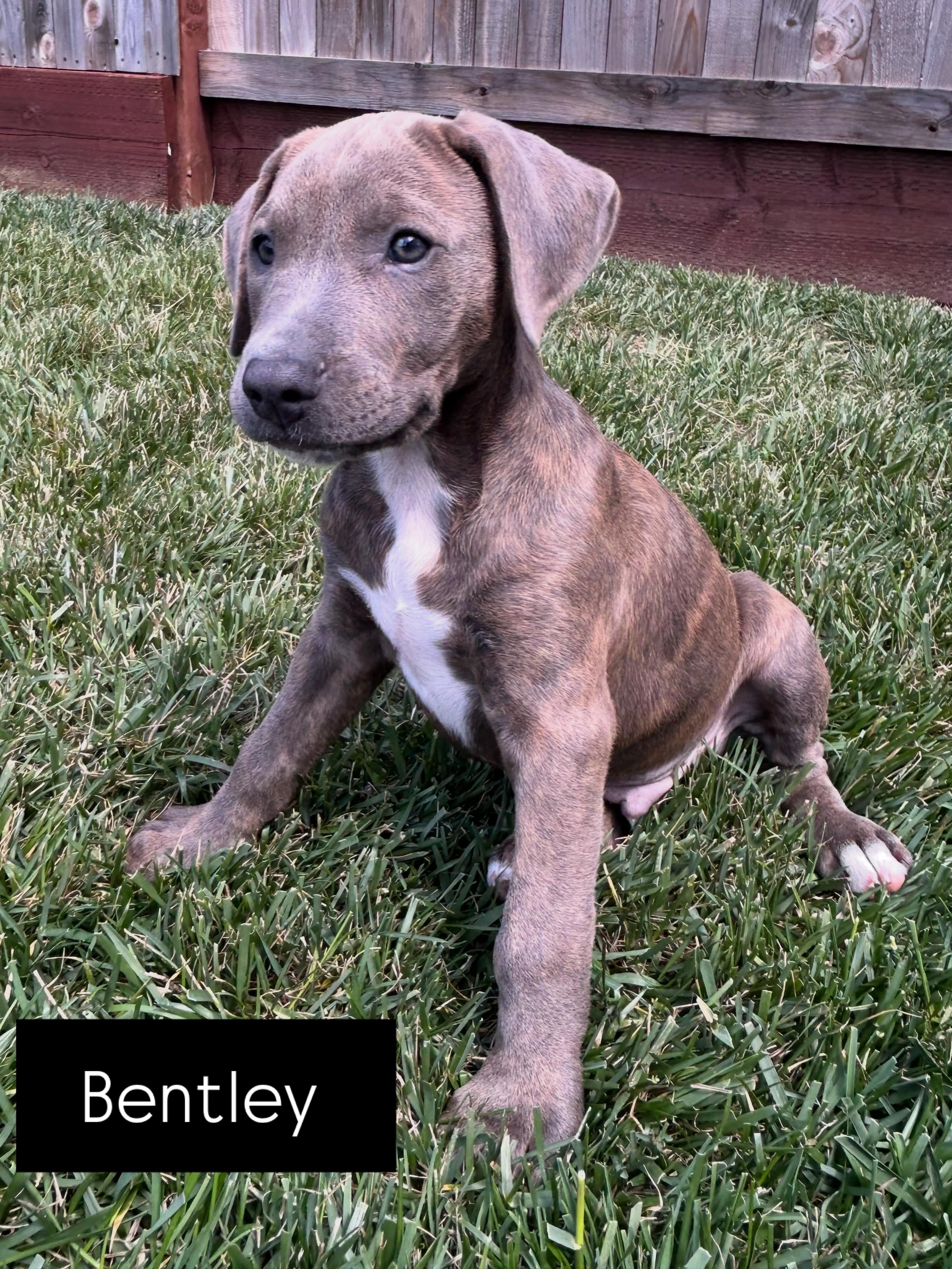 Bentley, adopted, Puppy Male Doberman Pinscher & American Staffordshire Terrier.