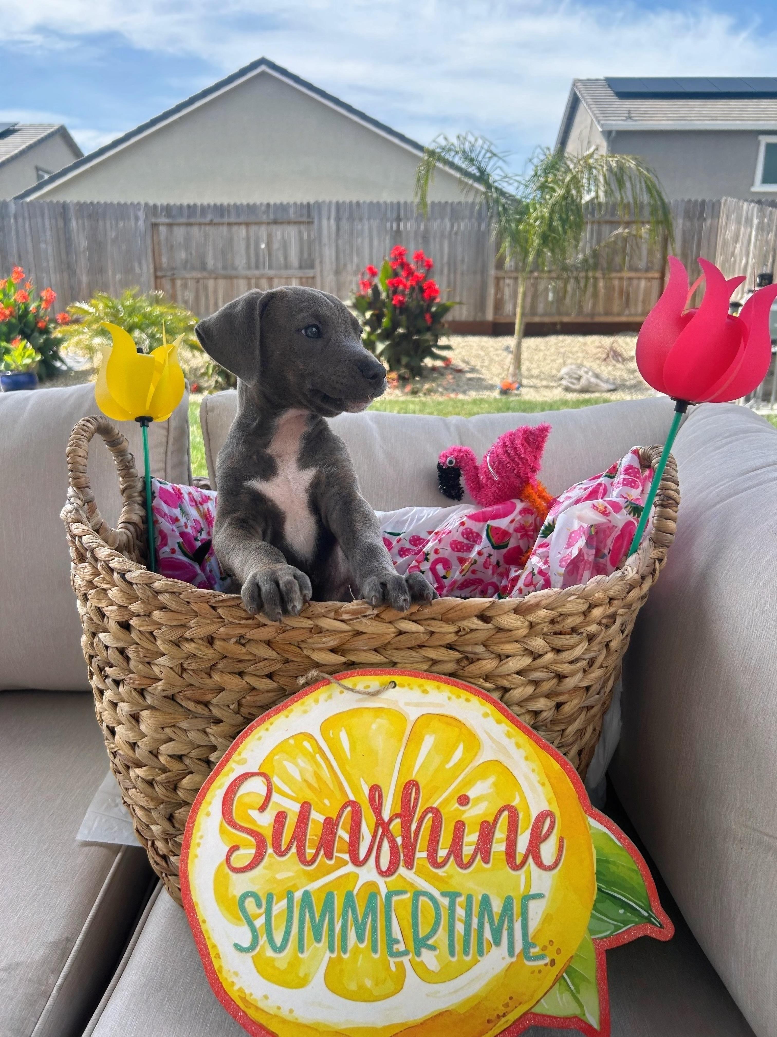 Enlarge Bentley, a ADOPTABLE mixed breed in Lincoln, CA image 2/4