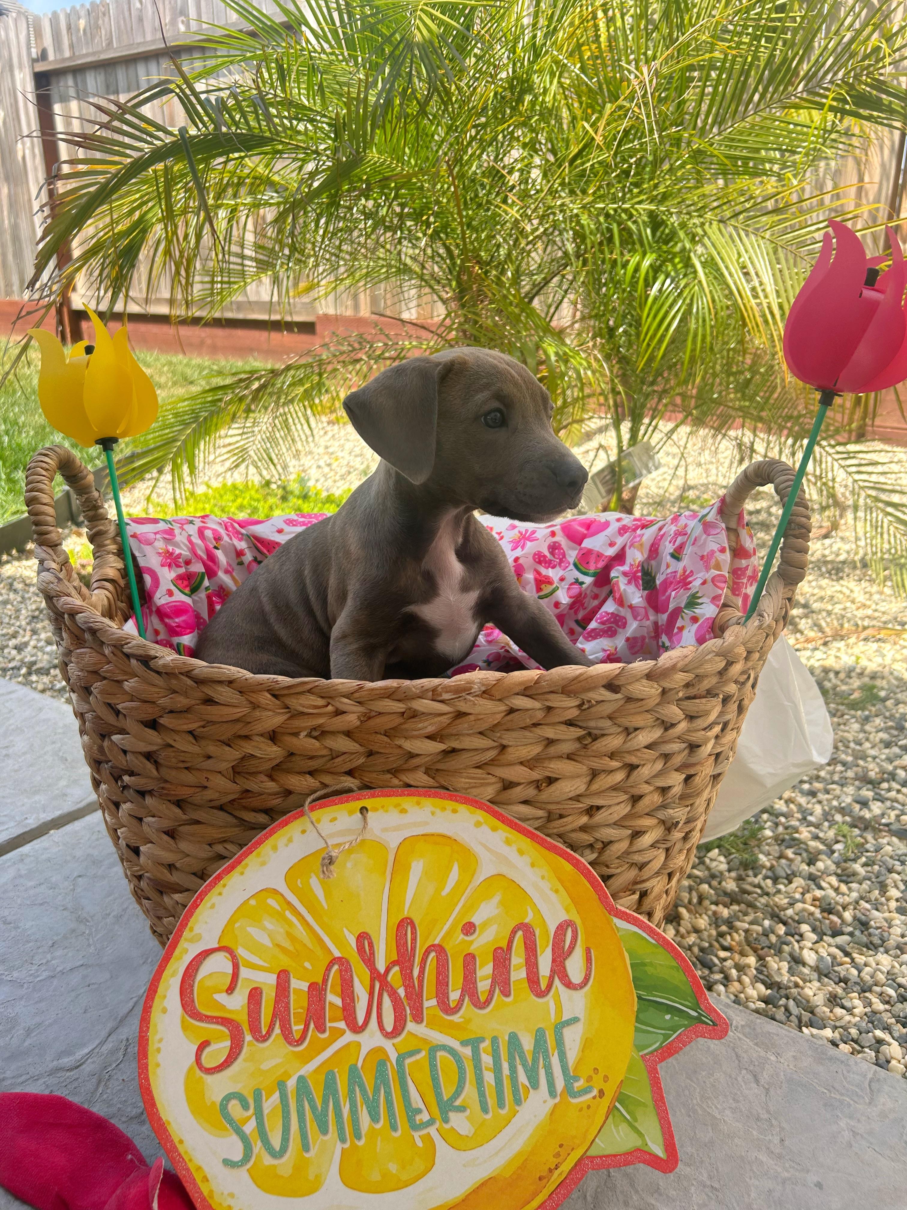 Enlarge Bentley, a ADOPTABLE mixed breed in Lincoln, CA image 3/4