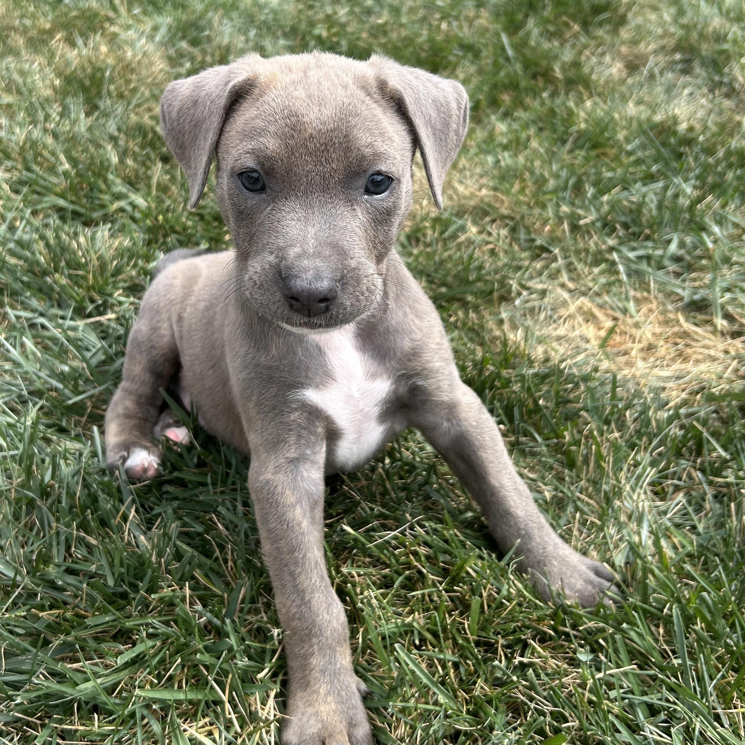 Enlarge Bentley, a ADOPTABLE mixed breed in Lincoln, CA image 1/4