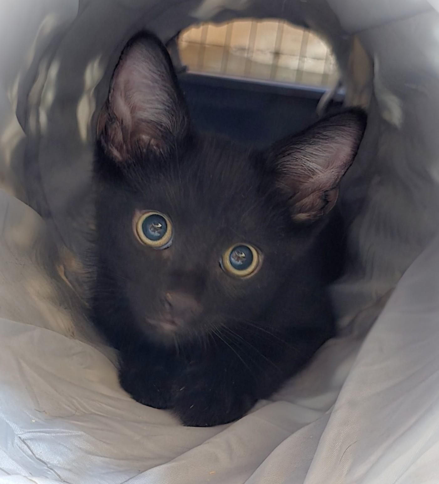 Shadow, a Adoptable American Shorthair in San Diego, CA image 2/2