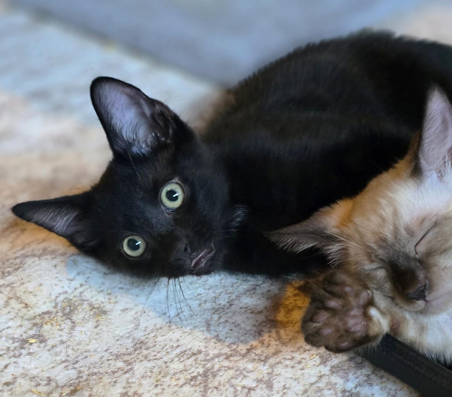Shadow, Adoptable, Kitten Male American Shorthair.