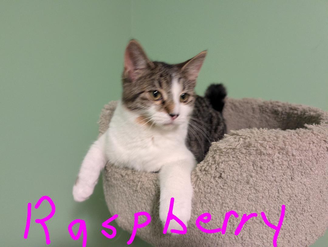 Enlarge Raspberry, a Adoptable mixed breed in Orchard Park, NY image 1/1