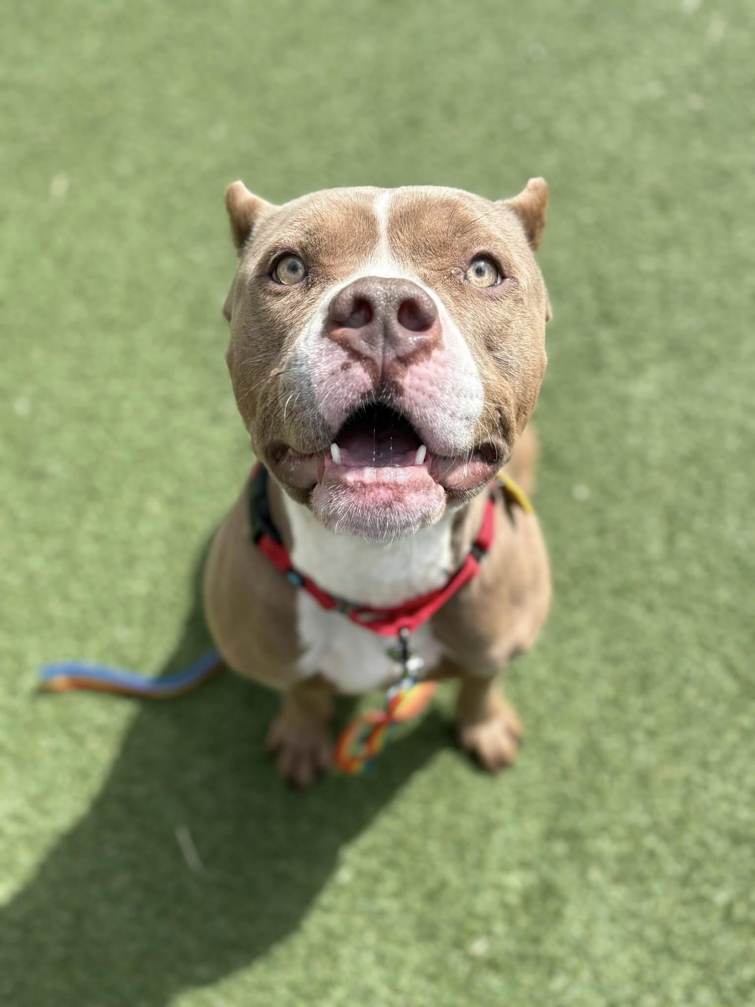 Enlarge Della, an adopted mixed breed in Cleveland, OH image 3/6