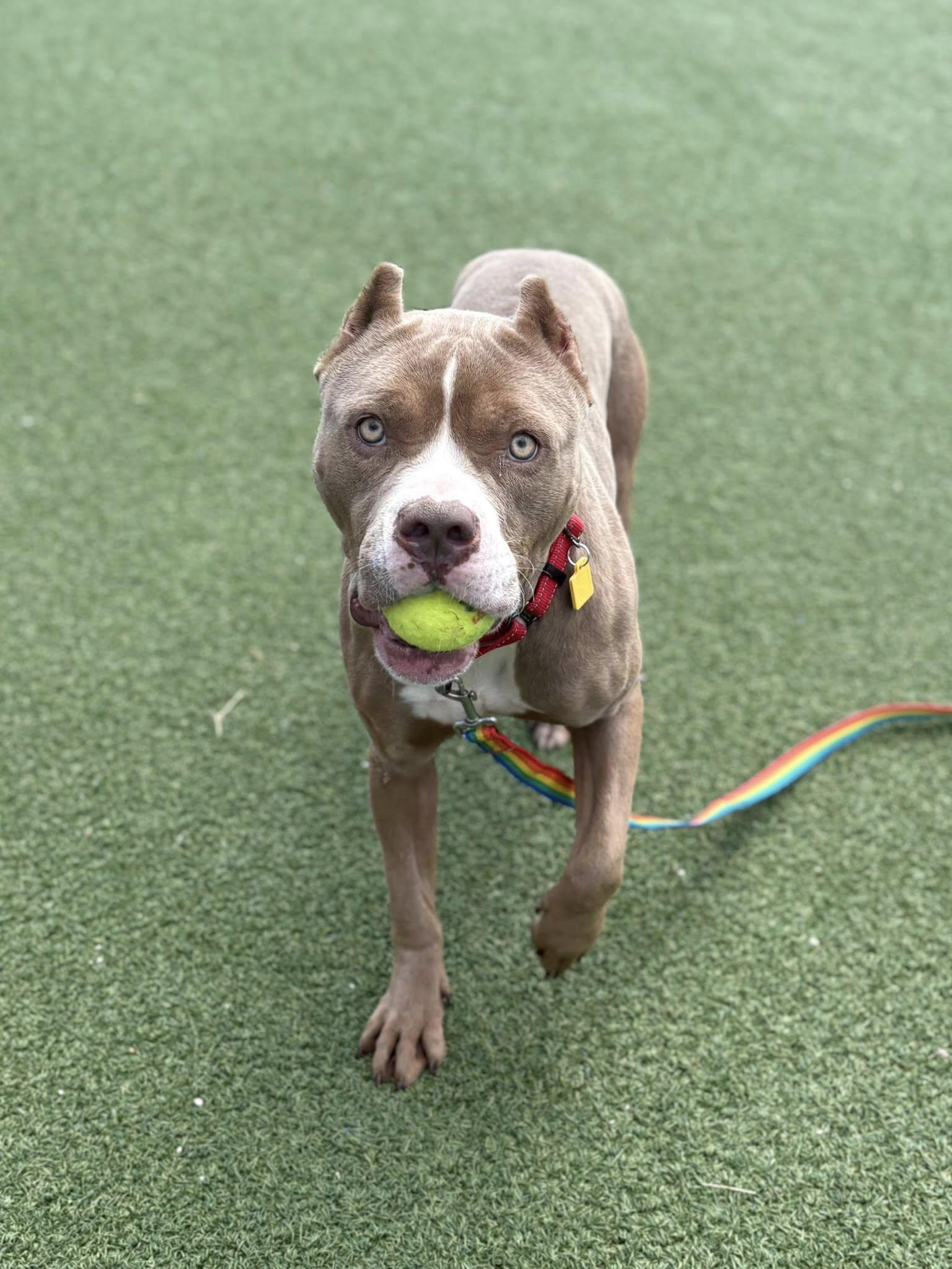 Enlarge Della, an adopted mixed breed in Cleveland, OH image 4/6