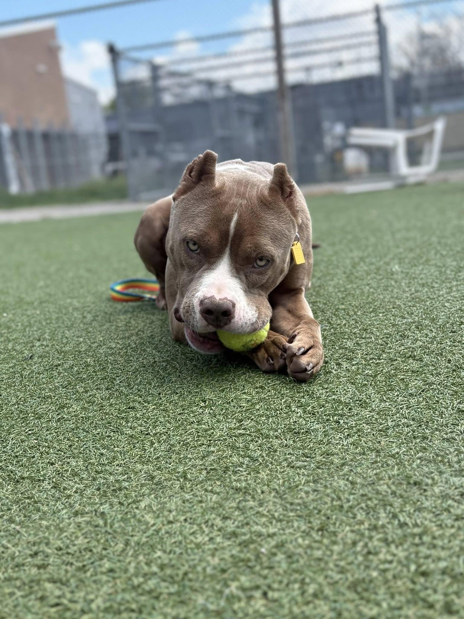 Enlarge Della, an adopted mixed breed in Cleveland, OH image 6/6