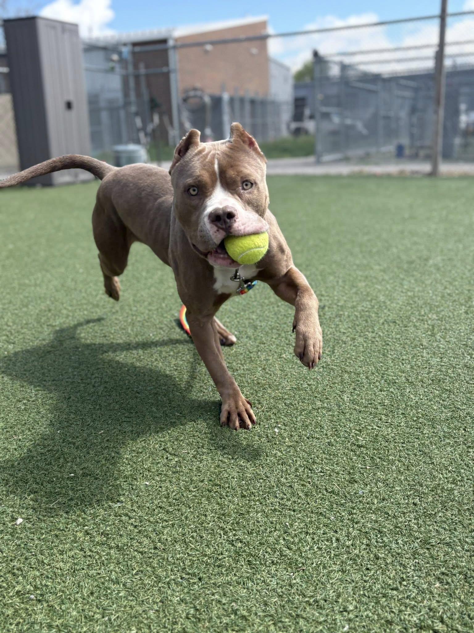 Enlarge Della, an adopted mixed breed in Cleveland, OH image 1/6
