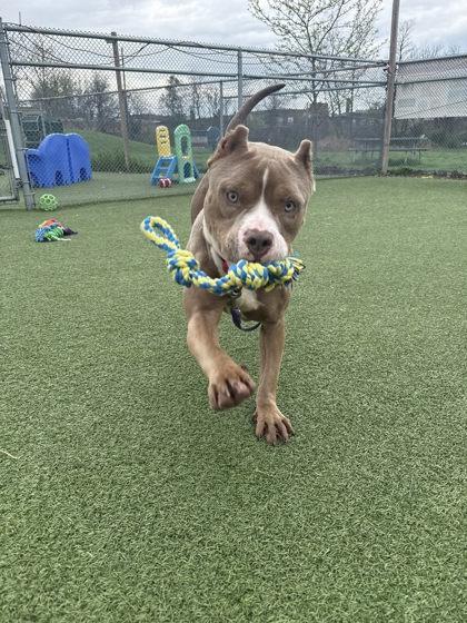 Enlarge Della, an adopted mixed breed in Cleveland, OH image 2/6