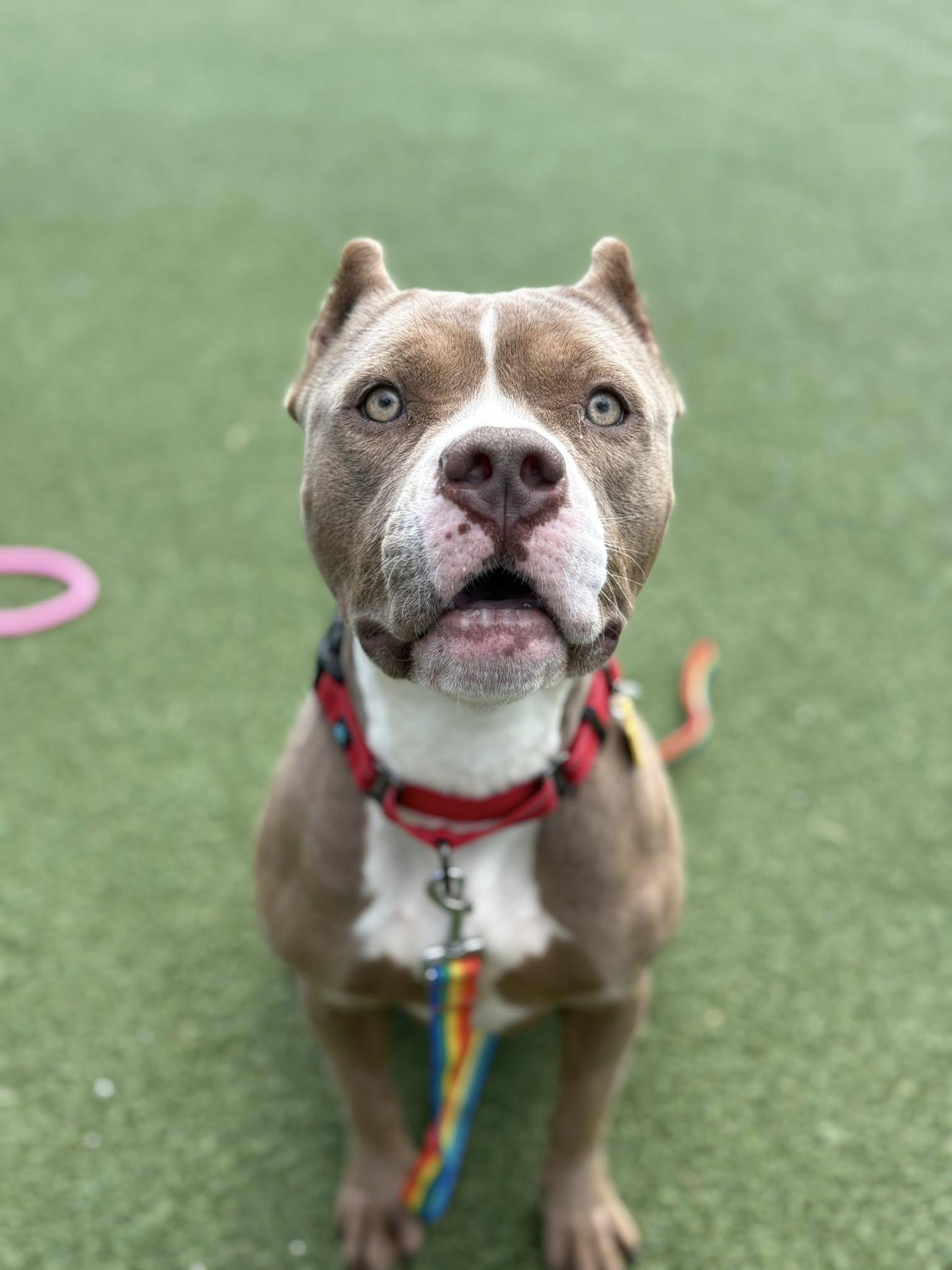 Enlarge Della, an adopted mixed breed in Cleveland, OH image 5/6