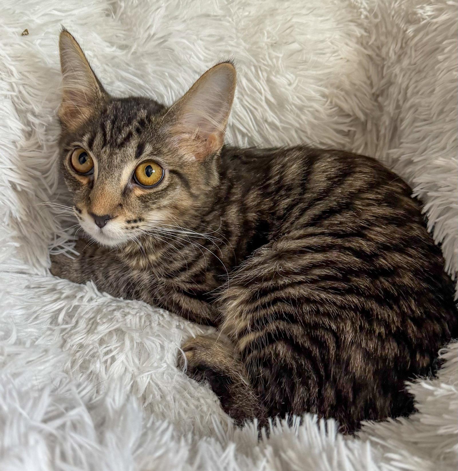 Harry, Adoptable, Kitten Male Domestic Medium Hair & Tabby.