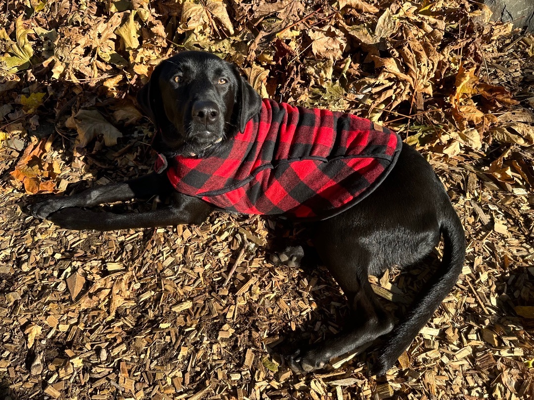 Cardi , Adopted, Young Female Black Labrador Retriever.