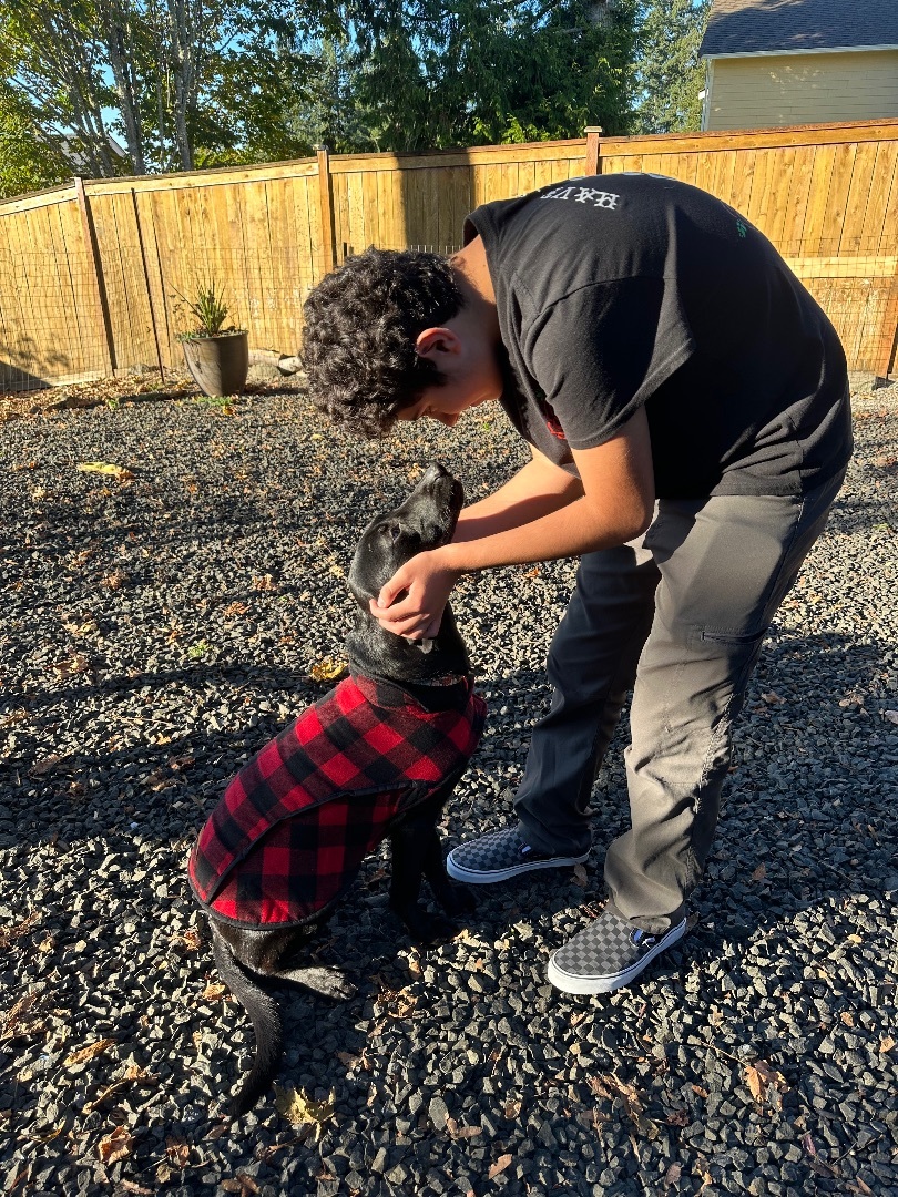 Cardi , a Adopted Black Labrador Retriever in Olympia, WA image 2/6
