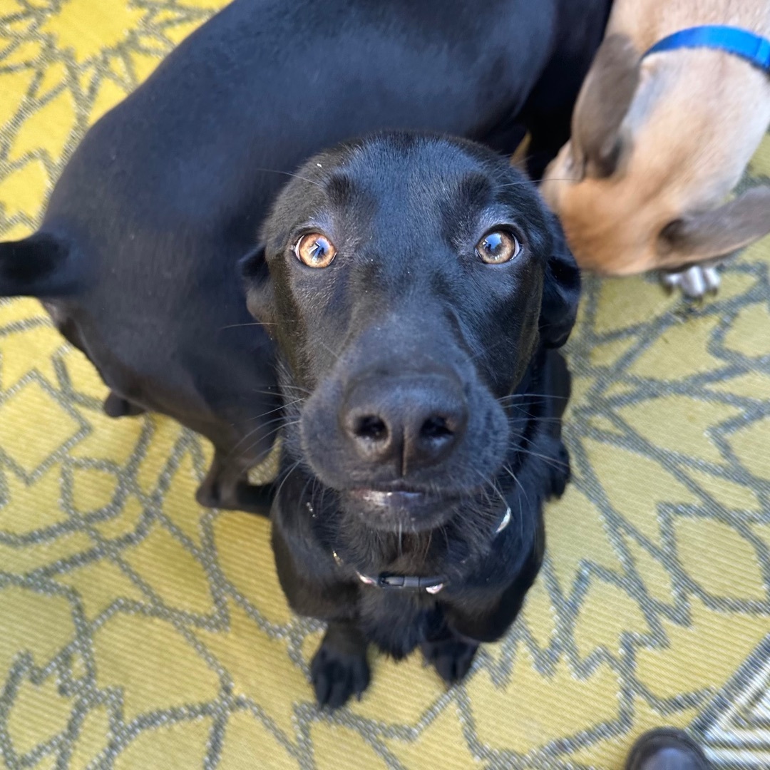 Cardi , a Adopted Black Labrador Retriever in Olympia, WA image 5/6