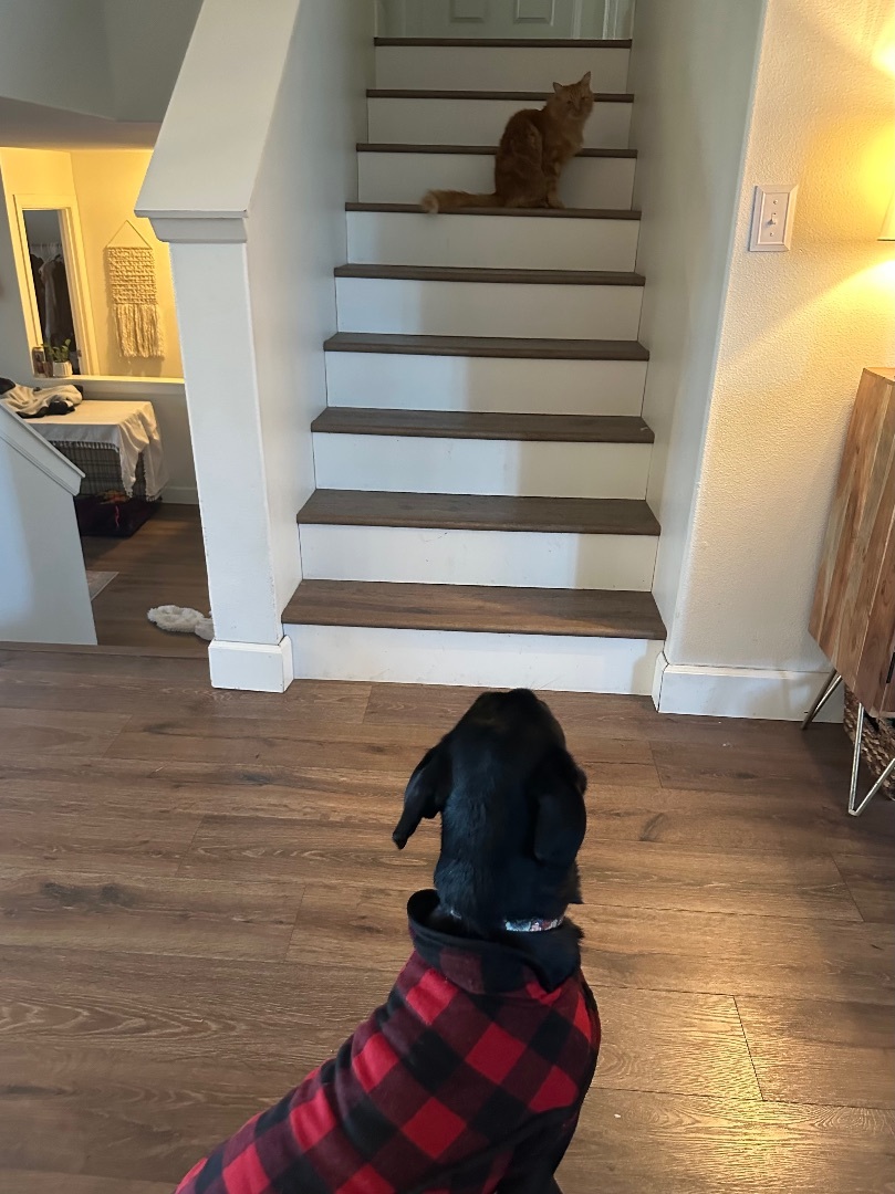 Cardi , a Adopted Black Labrador Retriever in Olympia, WA image 6/6