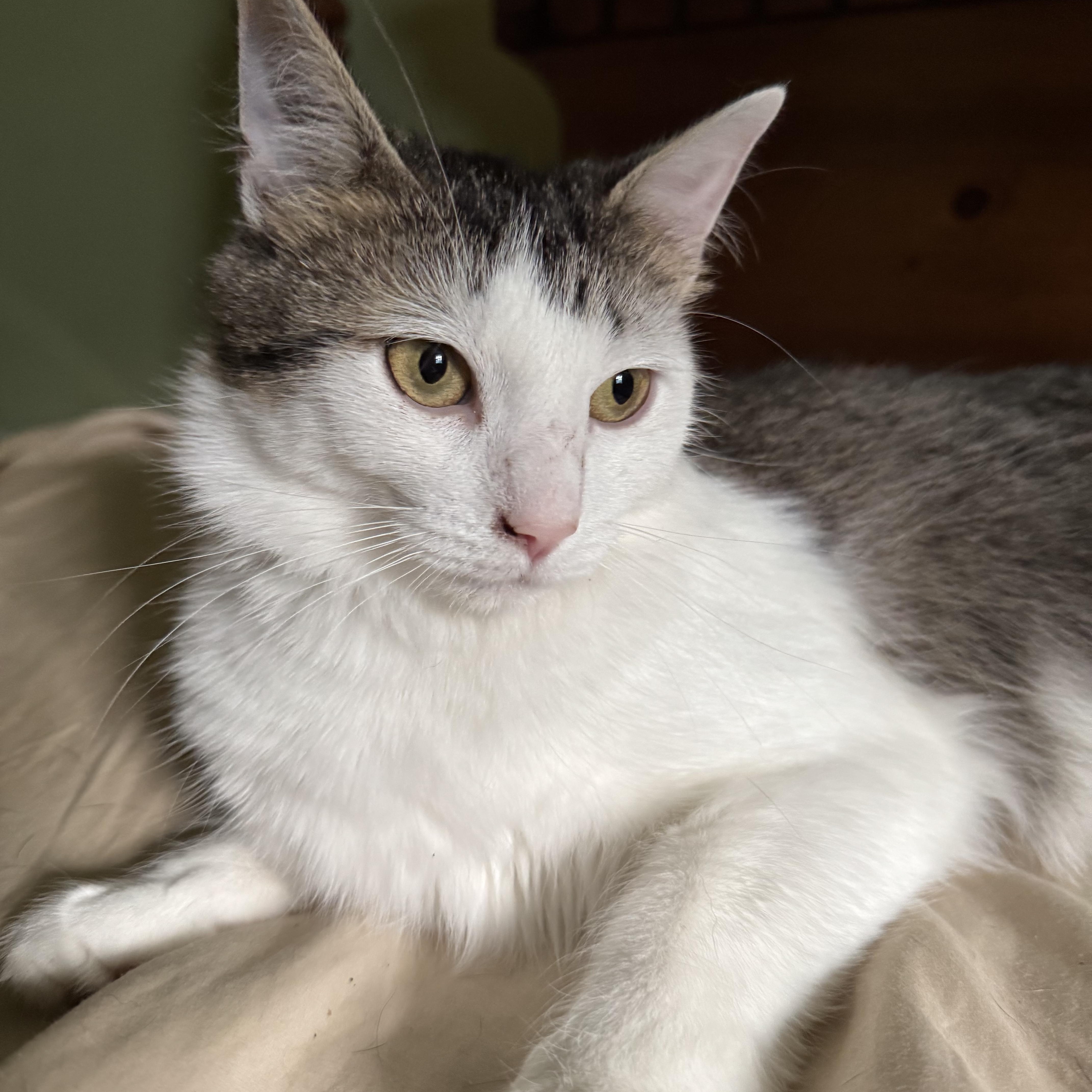 Enlarge Luna, a Adoptable Domestic Long Hair in Campbellsville, KY image 5/6