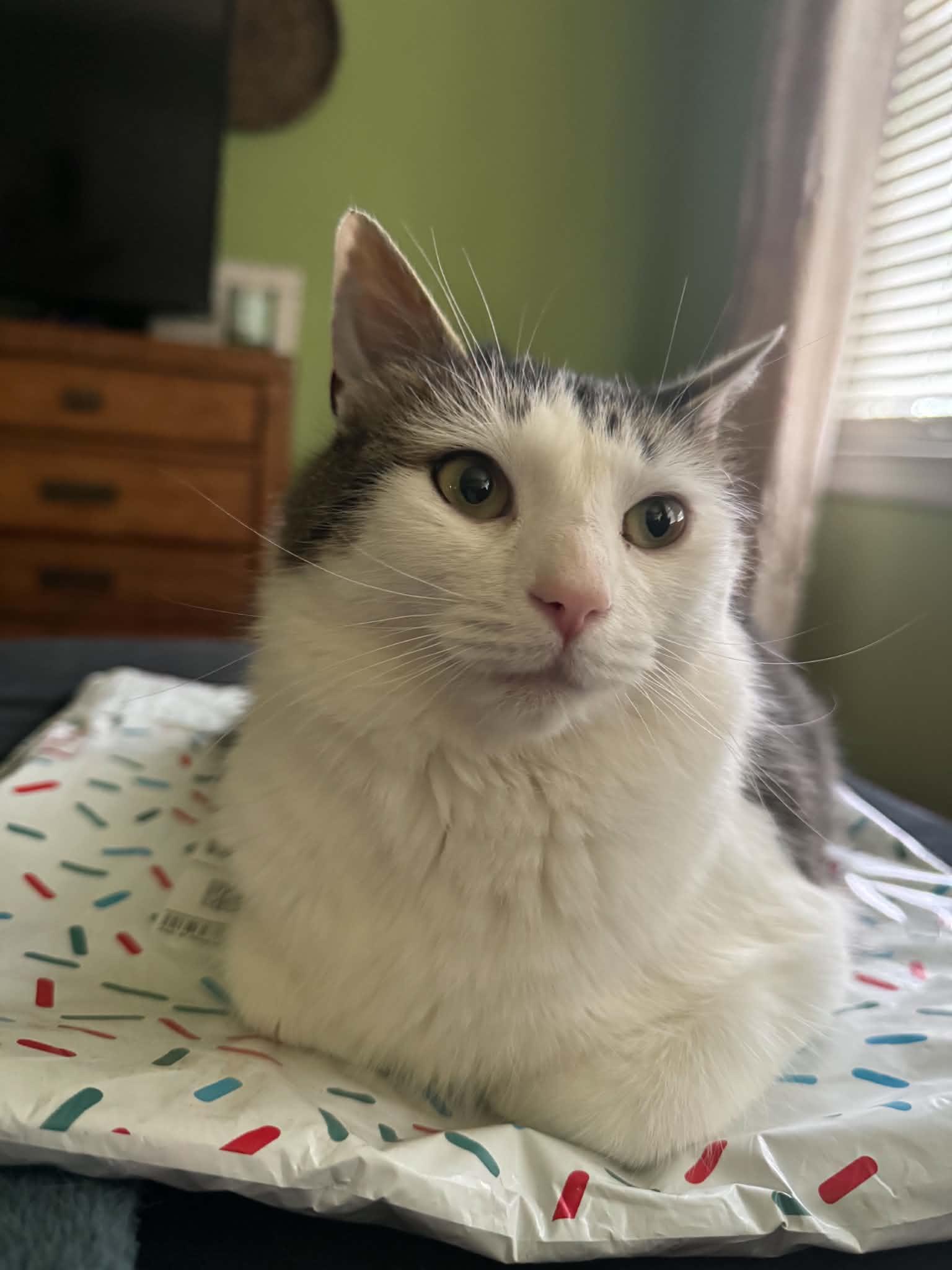 Enlarge Luna, a Adoptable Domestic Long Hair in Campbellsville, KY image 3/6