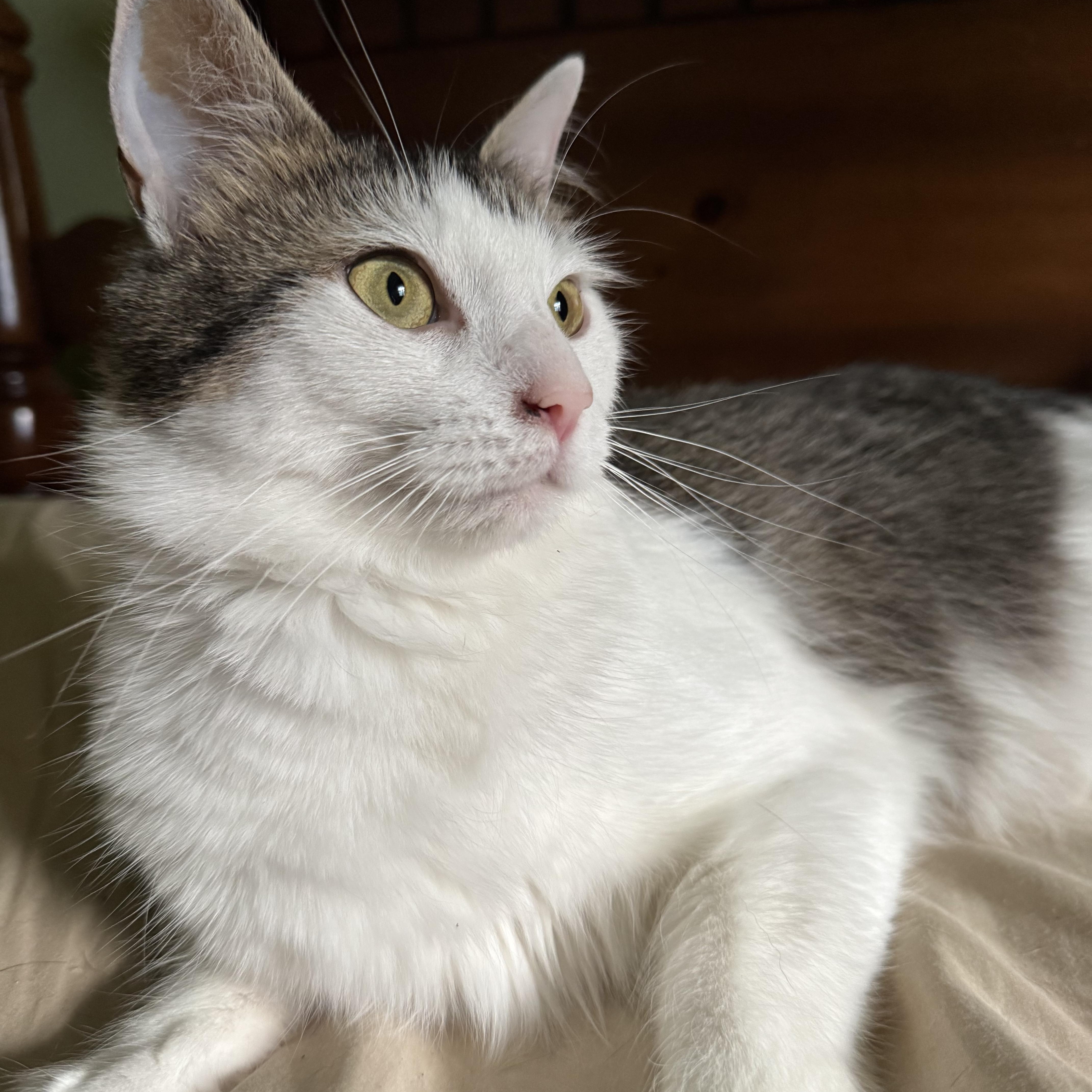 Luna, Adoptable, Young Female Domestic Long Hair.