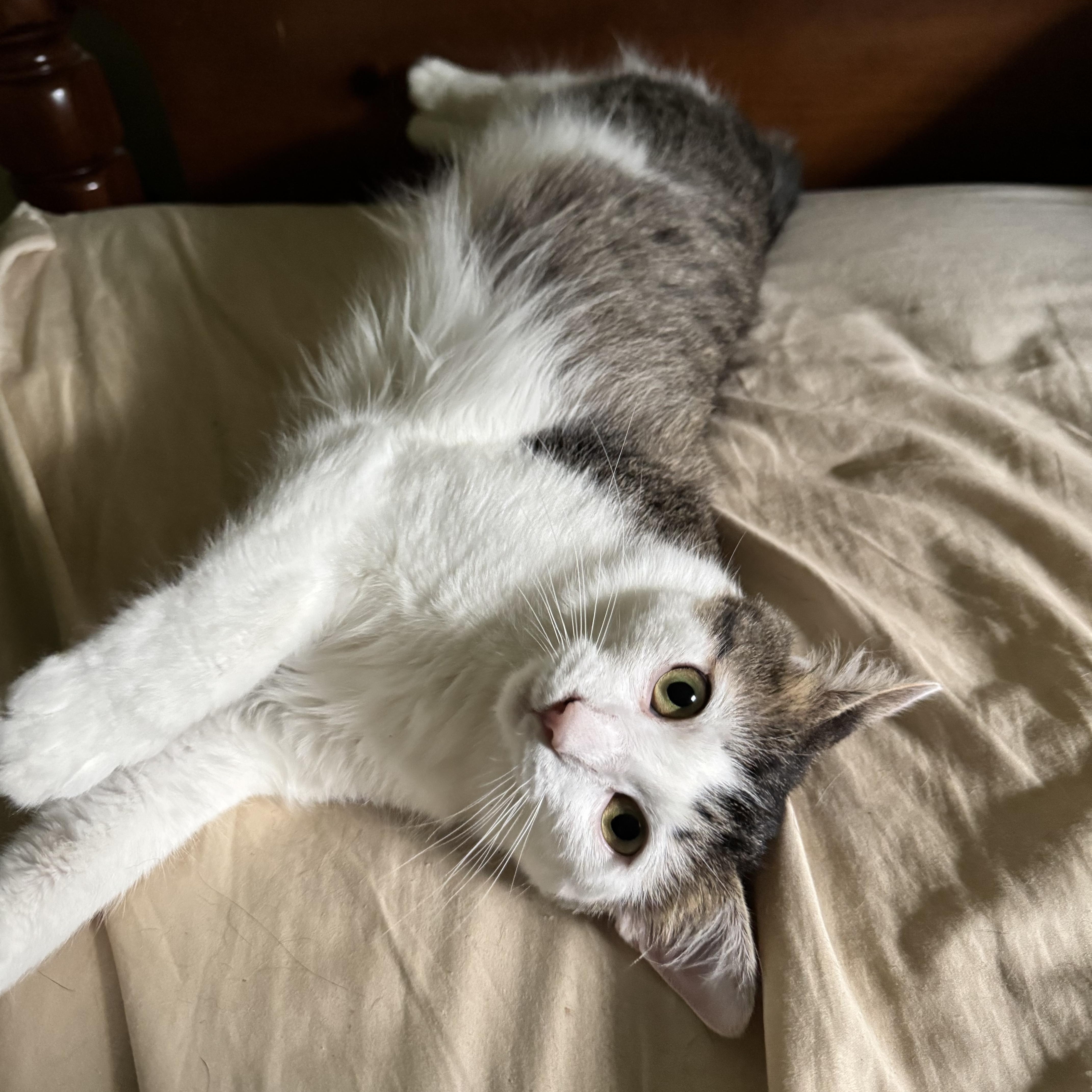 Enlarge Luna, a Adoptable Domestic Long Hair in Campbellsville, KY image 4/6