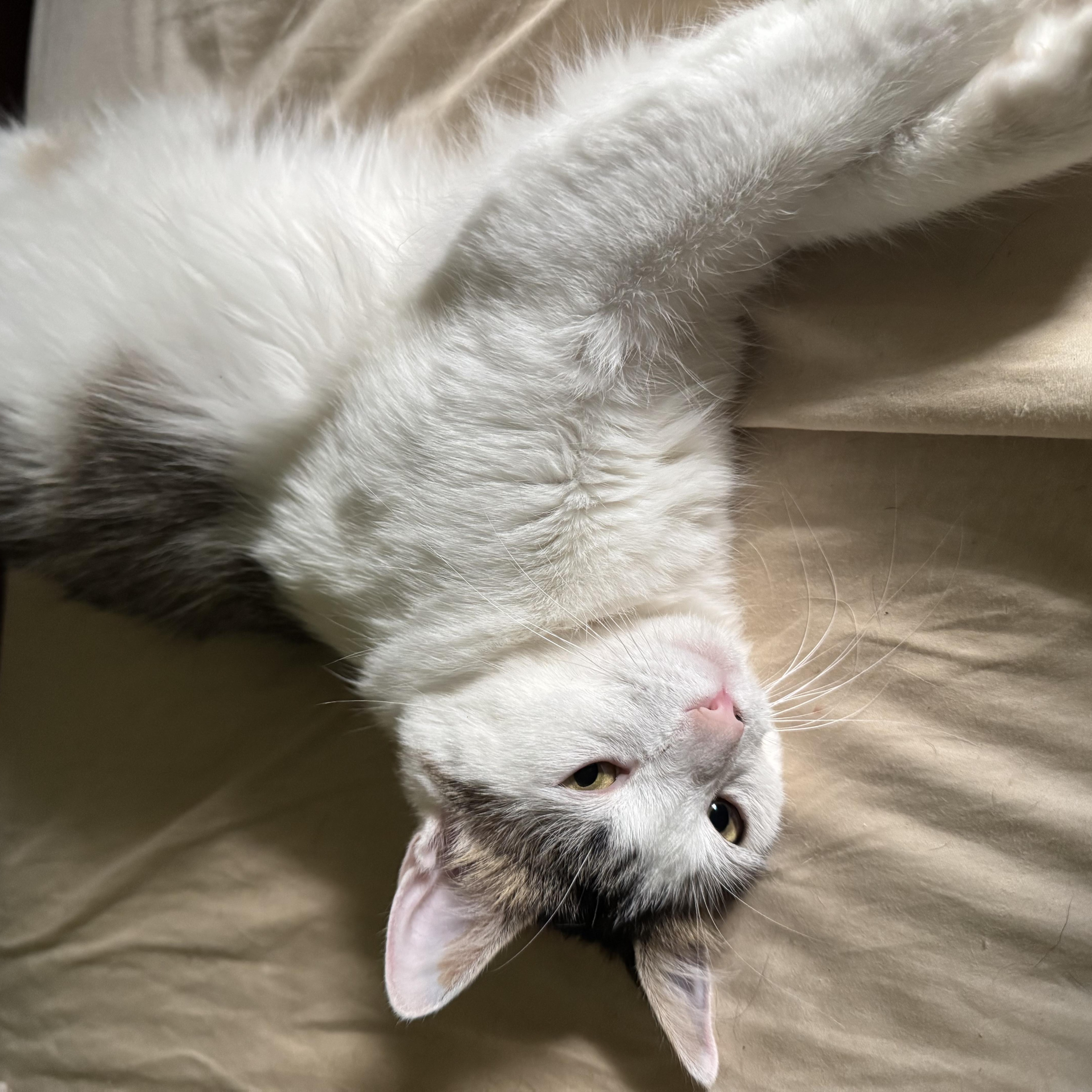 Enlarge Luna, a Adoptable Domestic Long Hair in Campbellsville, KY image 6/6