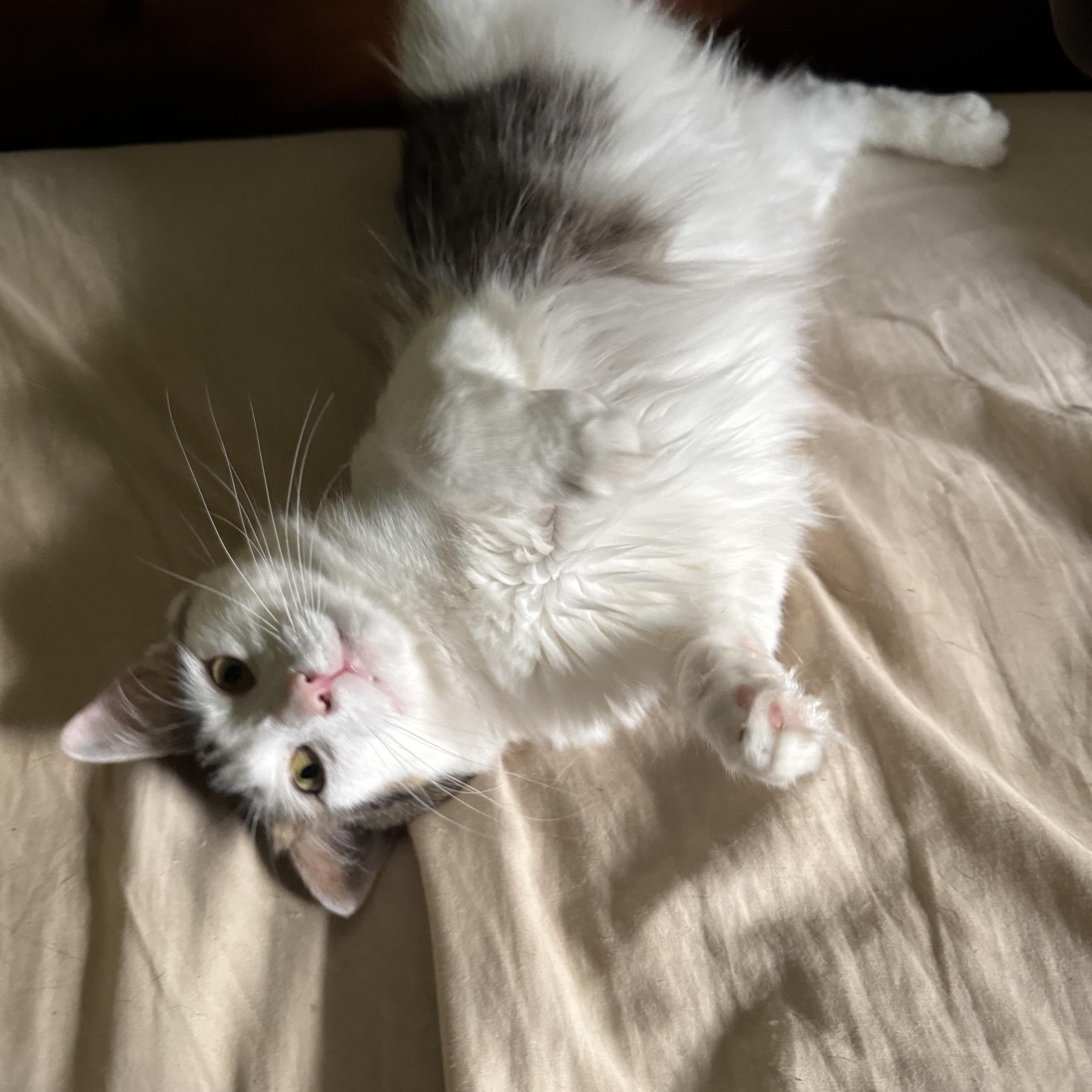 Enlarge Luna, a Adoptable Domestic Long Hair in Campbellsville, KY image 2/6