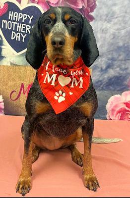 Enlarge Sierra (OH), a ADOPTABLE Bluetick Coonhound in Leawood, KS image 3/5