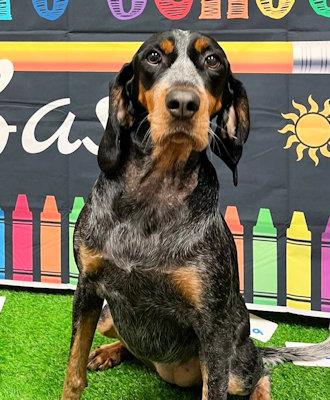 Enlarge Sierra (OH), a ADOPTABLE Bluetick Coonhound in Leawood, KS image 4/5