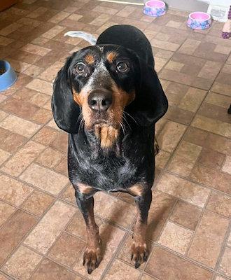 Enlarge Sierra (OH), a ADOPTABLE Bluetick Coonhound in Leawood, KS image 5/5