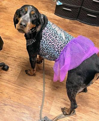 Enlarge Sierra (OH), a ADOPTABLE Bluetick Coonhound in Leawood, KS image 2/5