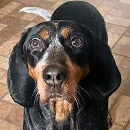 Enlarge Sierra (OH), a ADOPTABLE Bluetick Coonhound in Leawood, KS image 1/5