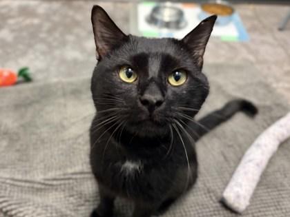 Jim Bob, Adoptable, Adult Male Domestic Short Hair & Domestic Short Hair.