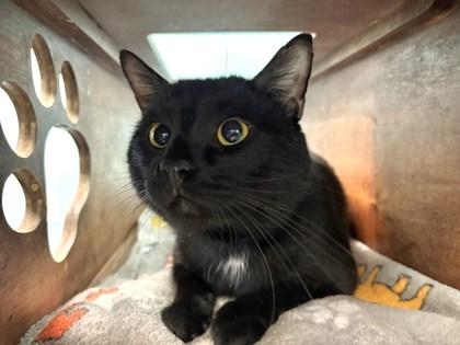 Enlarge Jim Bob, a Adoptable mixed breed in Phoenix, AZ image 3/3