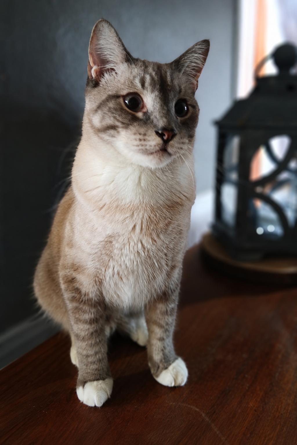 Enlarge Liam, a Adopted mixed breed in Blue Earth, MN image 3/5