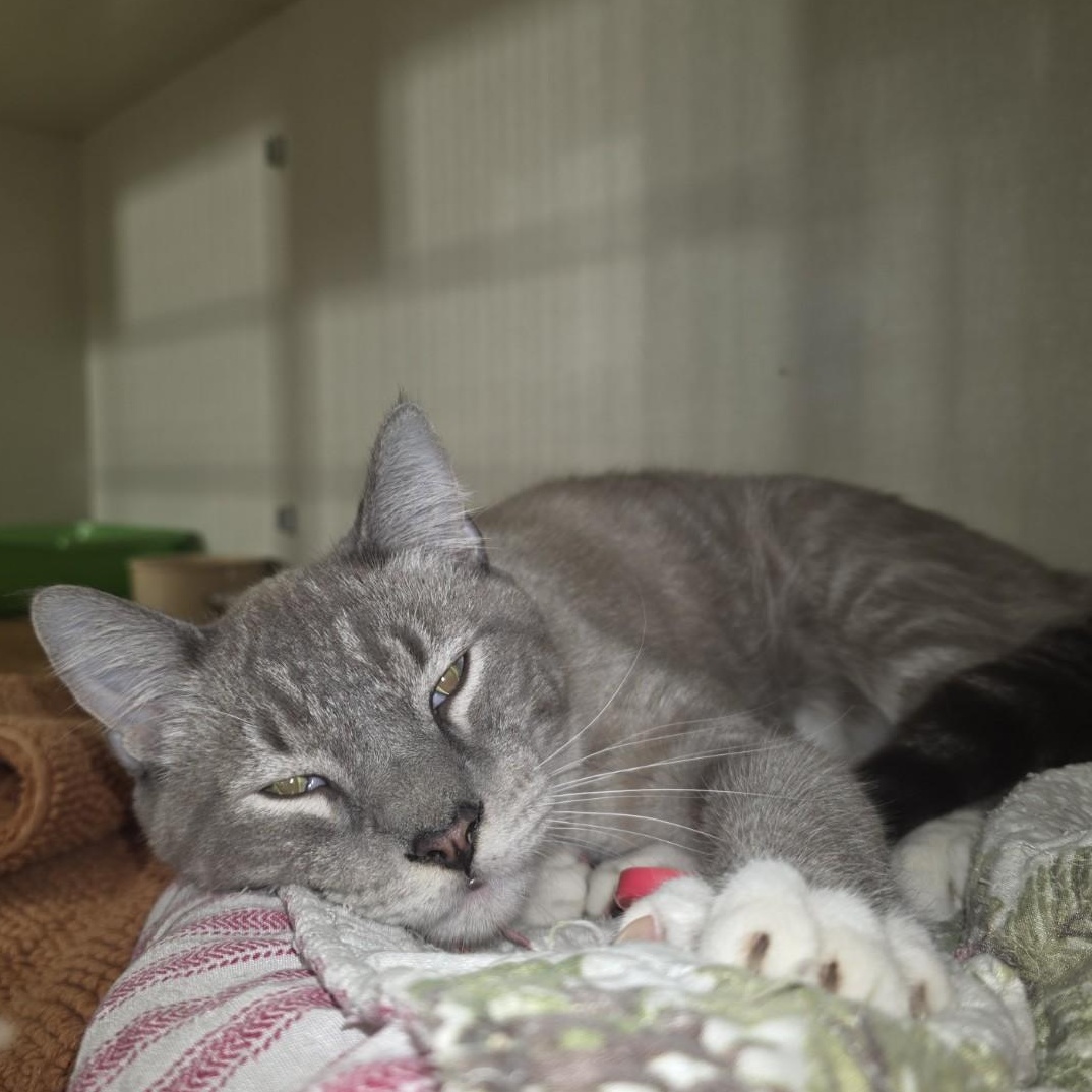 Enlarge Liam, a Adopted mixed breed in Blue Earth, MN image 4/5