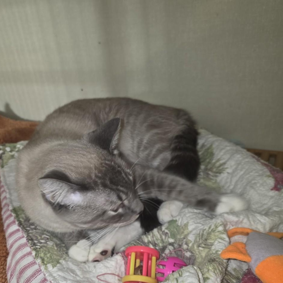 Enlarge Liam, a Adopted mixed breed in Blue Earth, MN image 5/5