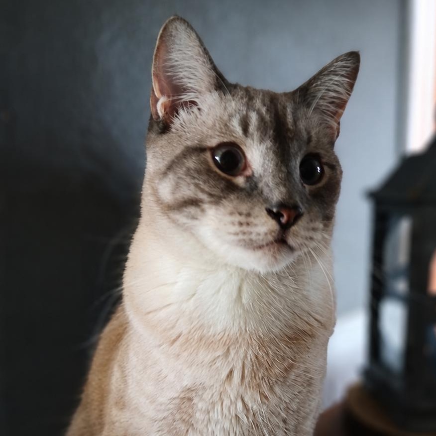 Liam, Adopted, Young Male American Shorthair & Siamese.
