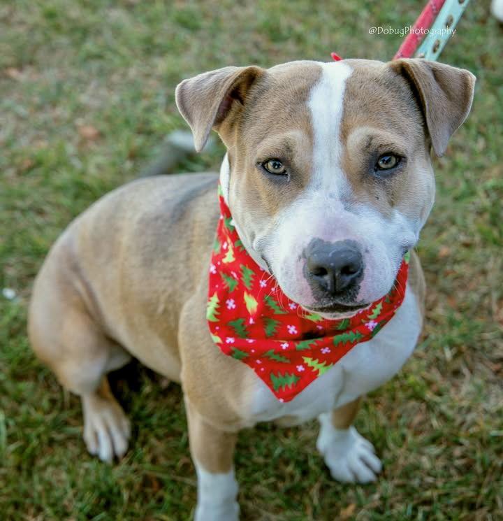 TERA, a Adopted mixed breed in GILBERTS, IL image 1/3