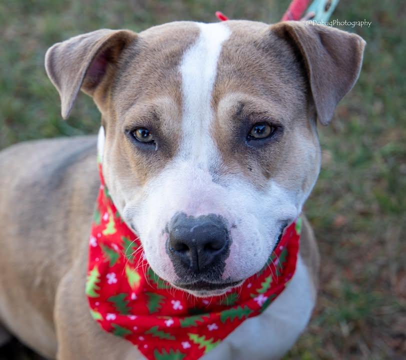 TERA, a Adopted mixed breed in GILBERTS, IL image 2/3