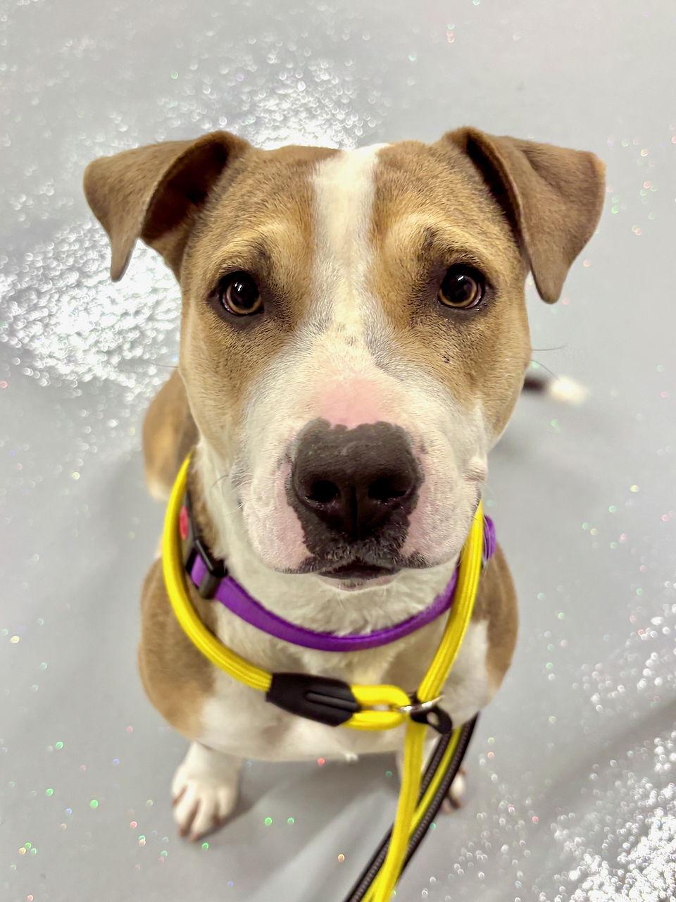 TERA, Adopted, Adult Female Pit Bull Terrier & Beagle.