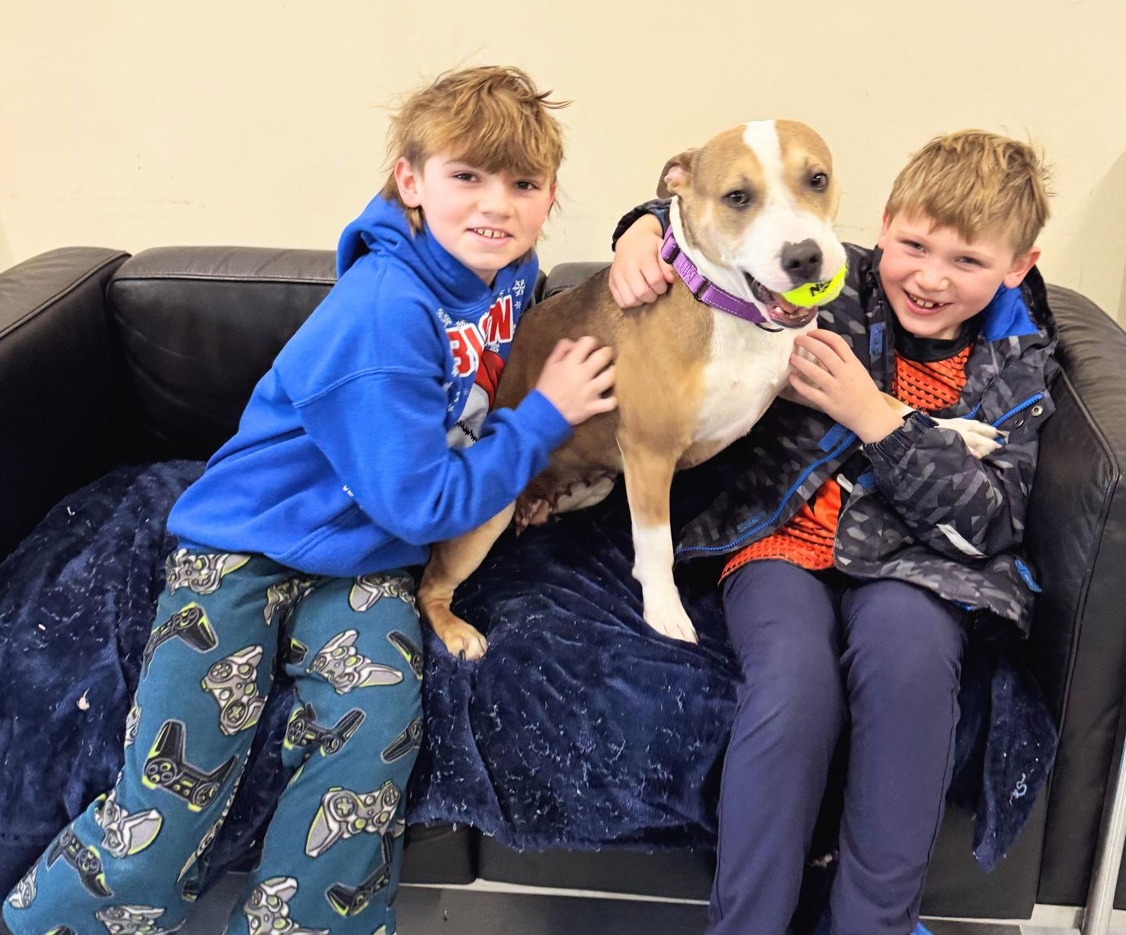 TERA, a Adopted mixed breed in GILBERTS, IL image 2/3