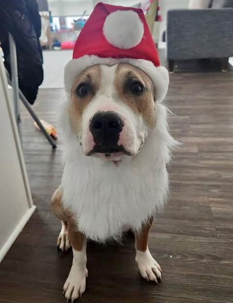 TERA, Adopted, Adult Female Pit Bull Terrier & Beagle.