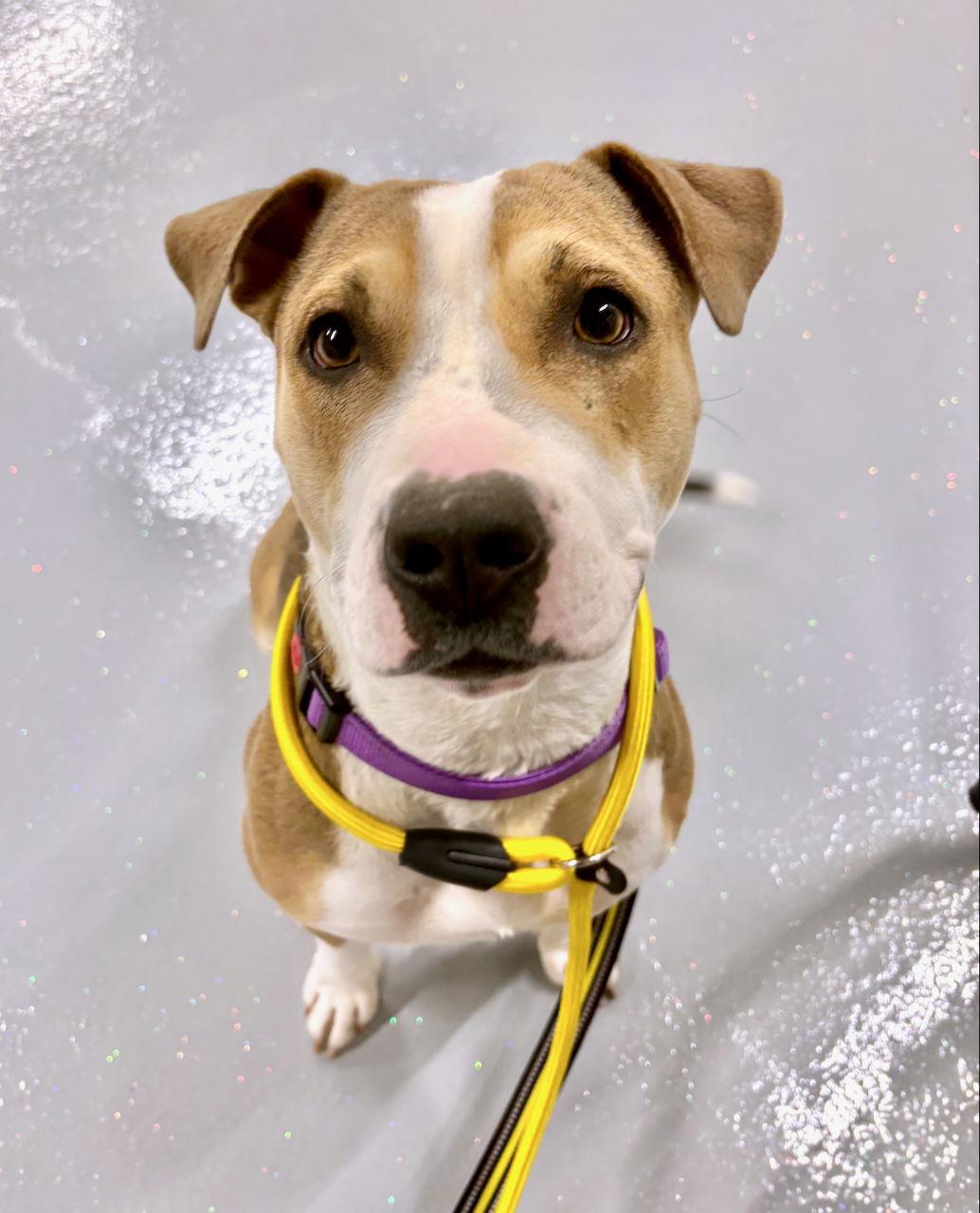 TERA, a Adopted mixed breed in GILBERTS, IL image 3/3