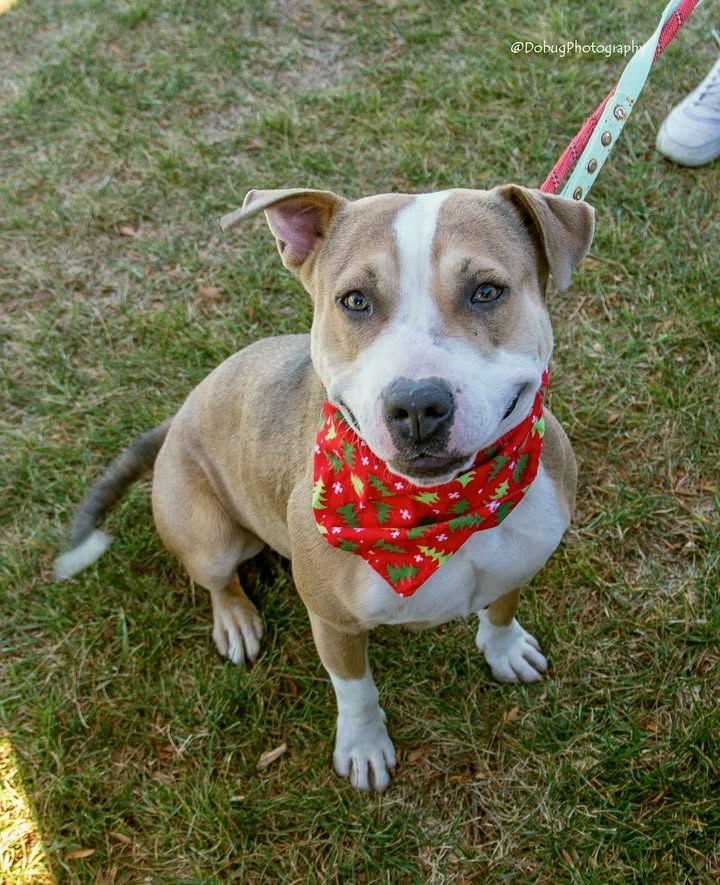 TERA, a Adopted mixed breed in GILBERTS, IL image 3/3