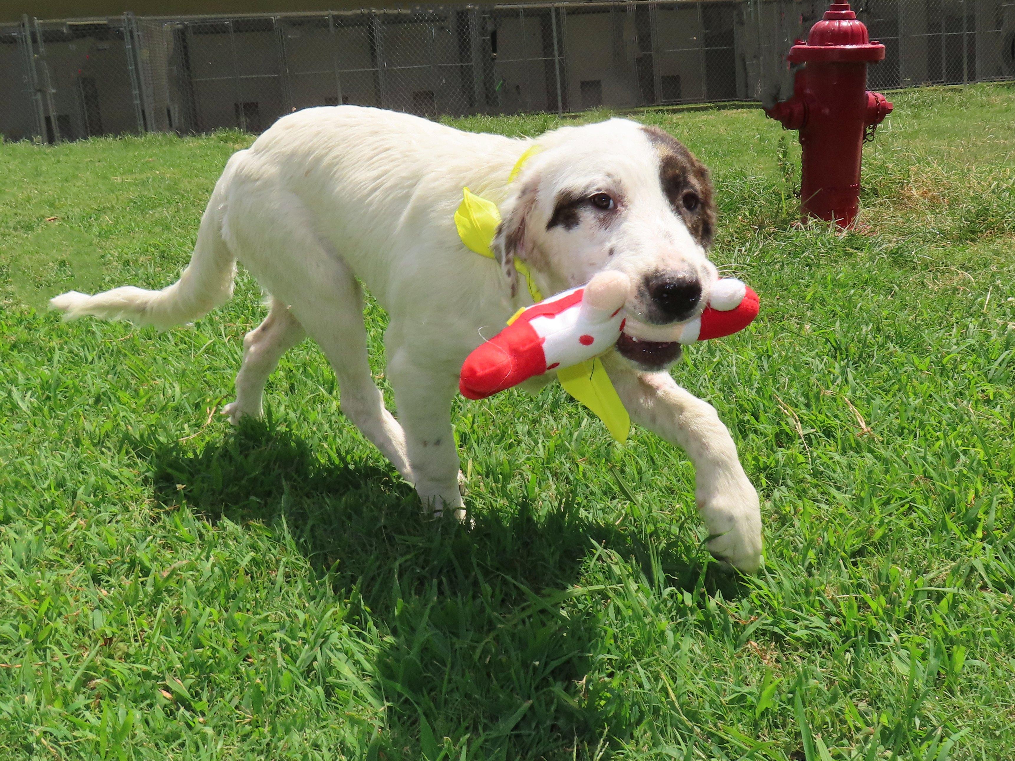 Enlarge Nellie 26C-198A, a Adopted English Setter in Rogers, AR image 3/5