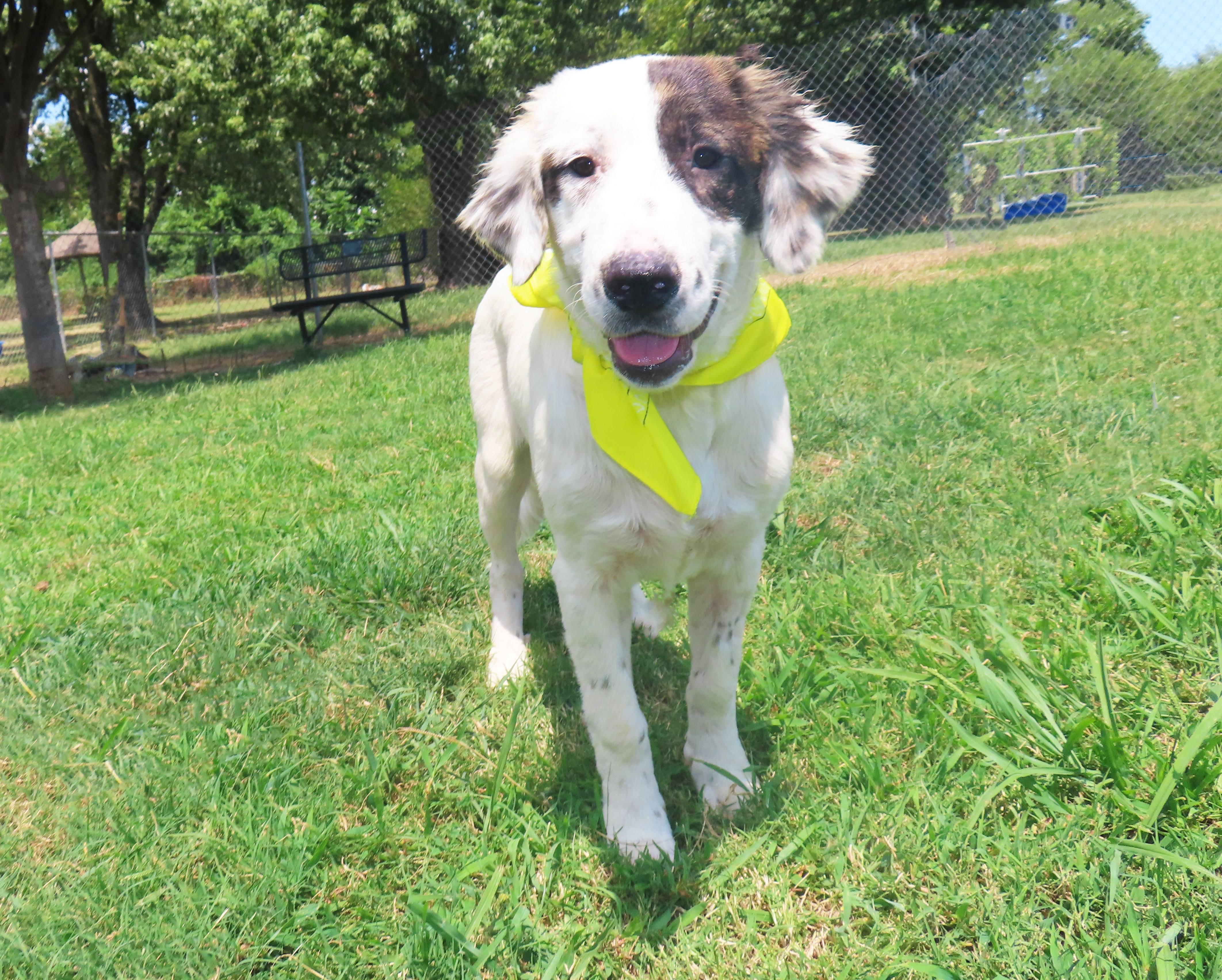 Enlarge Nellie 26C-198A, a Adopted English Setter in Rogers, AR image 5/5