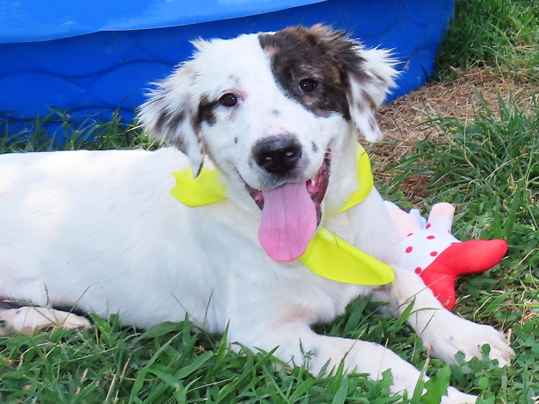 Nellie 26C-198A, Adopted, Puppy Female English Setter.