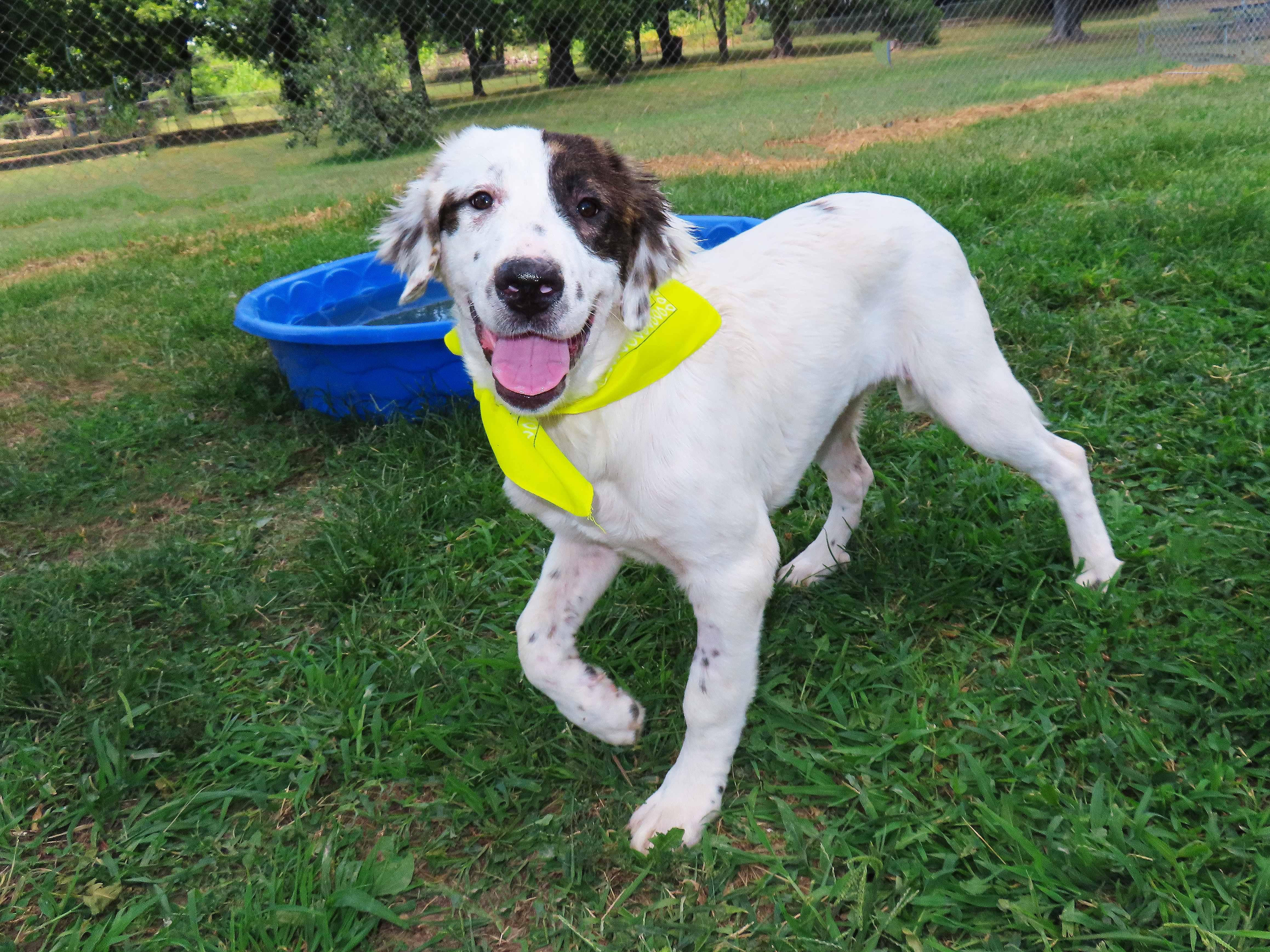 Enlarge Nellie 26C-198A, a Adopted English Setter in Rogers, AR image 2/5