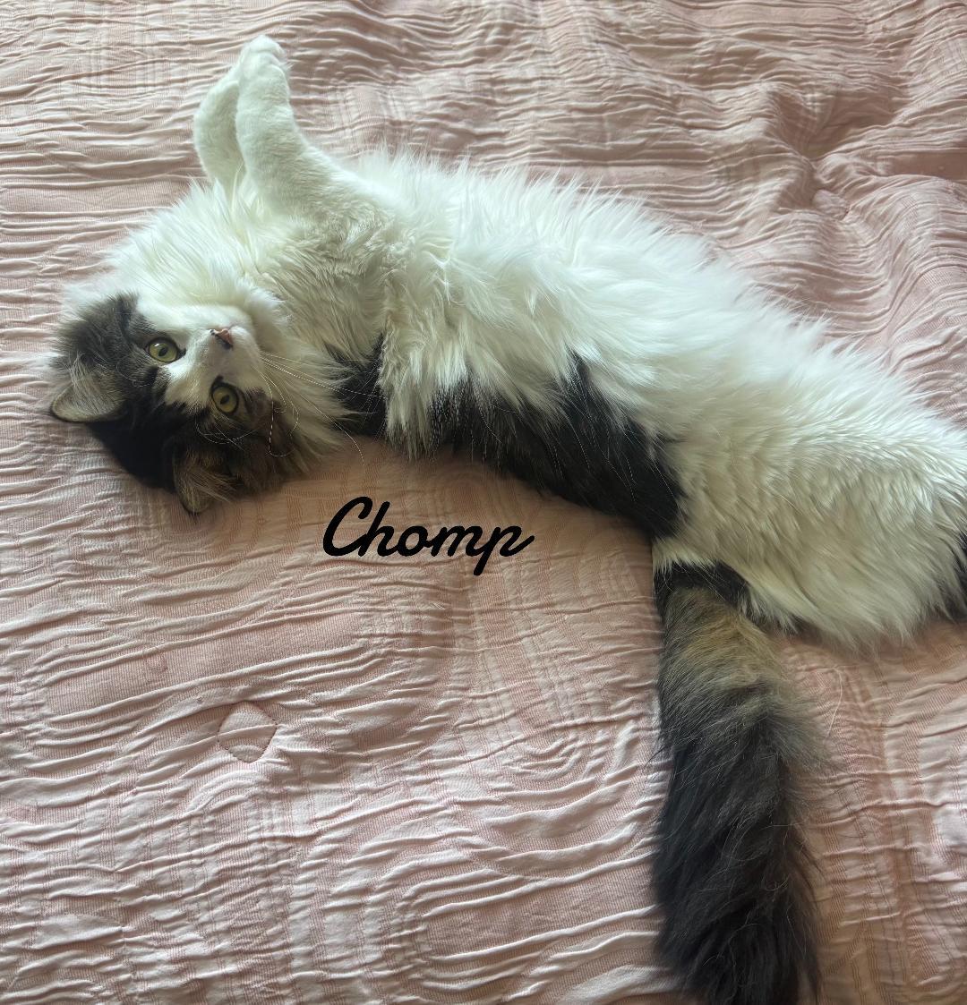 Enlarge Chomp & Baby, a Adoptable Domestic Long Hair in Naugatuck, CT image 2/2