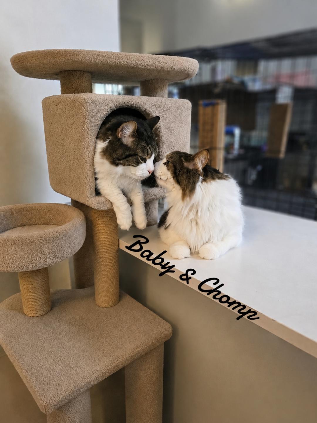 Chomp & Baby, a Adoptable Domestic Long Hair in Naugatuck, CT image 3/3